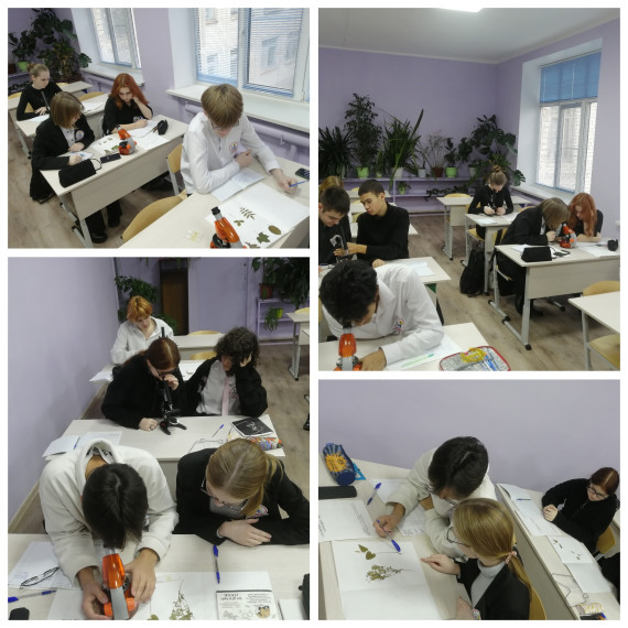 Занятия по биологии в Центре «Точка роста».